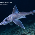 Deep Sea Ghost Shark Costa Rica